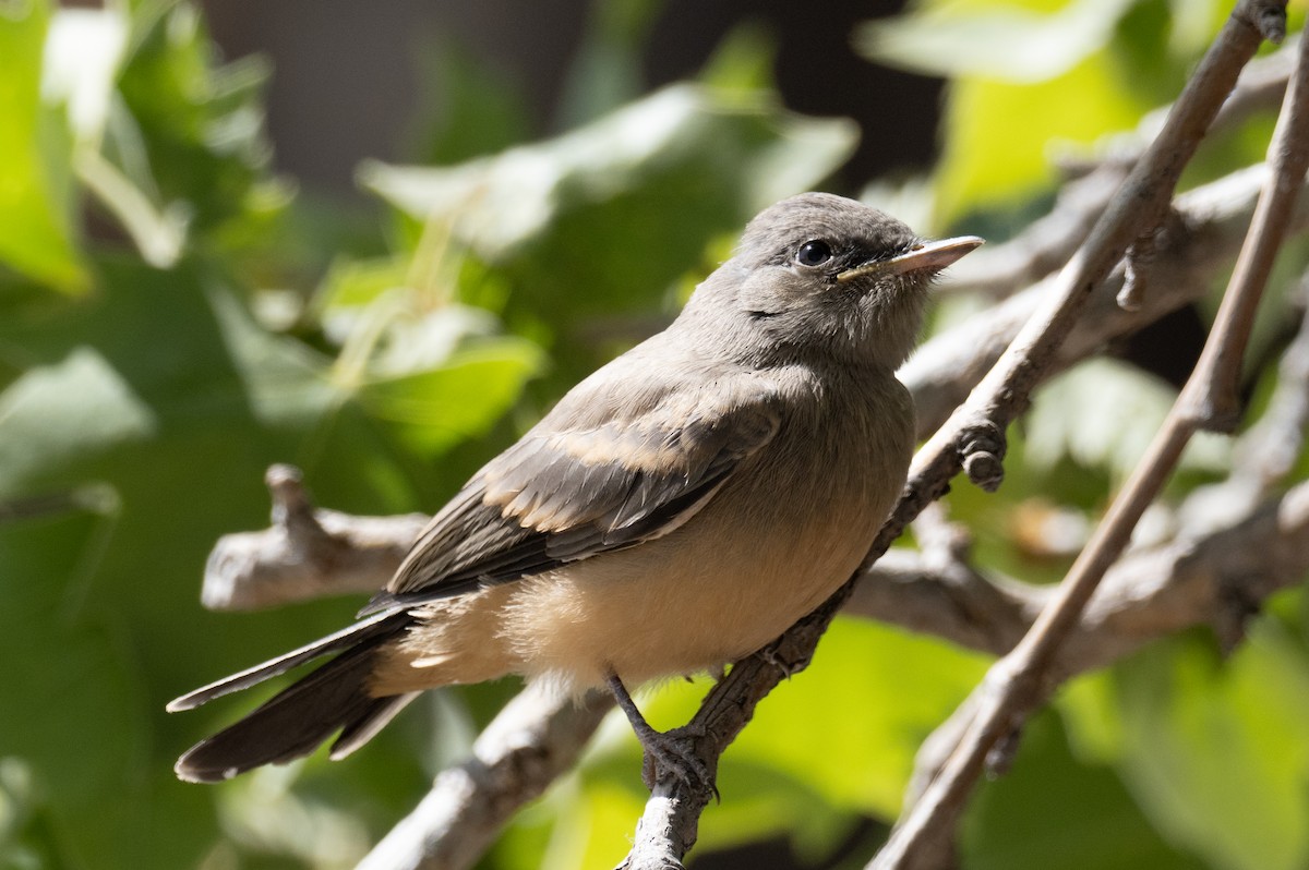 Say's Phoebe - ML432656201