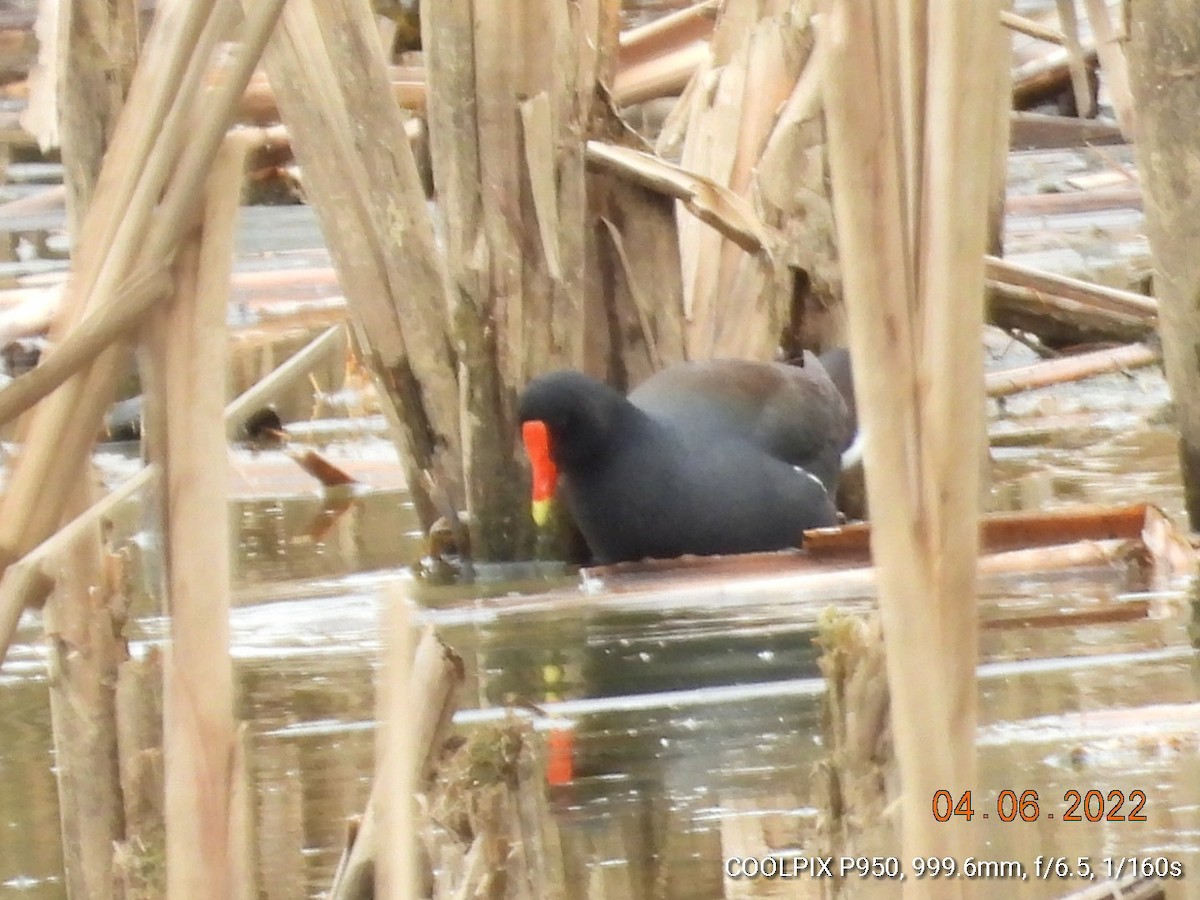 Common Gallinule - Pamela Fisher