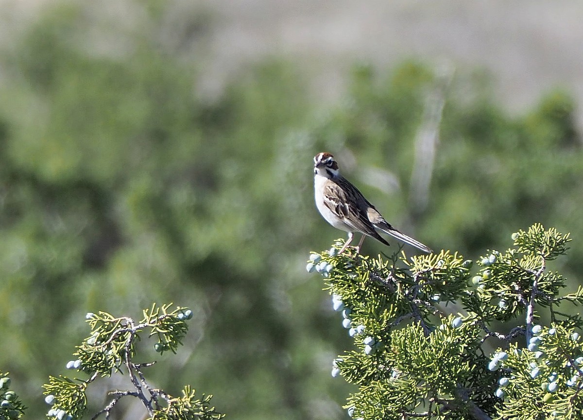 Lark Sparrow - ML432658011