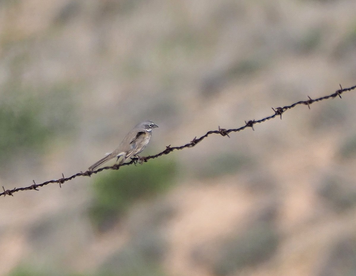 Bell's Sparrow (canescens) - ML432658031