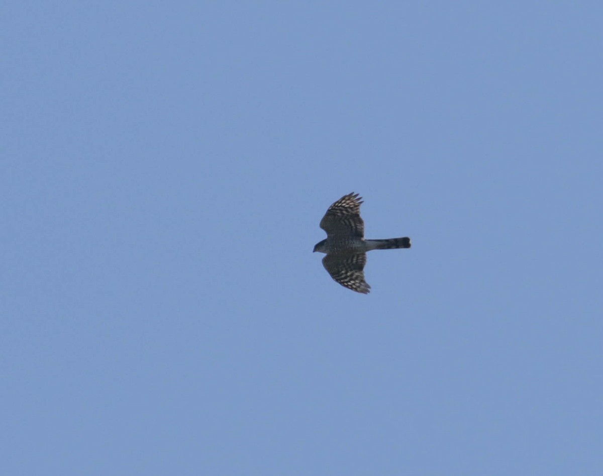 Sharp-shinned Hawk - ML432658601