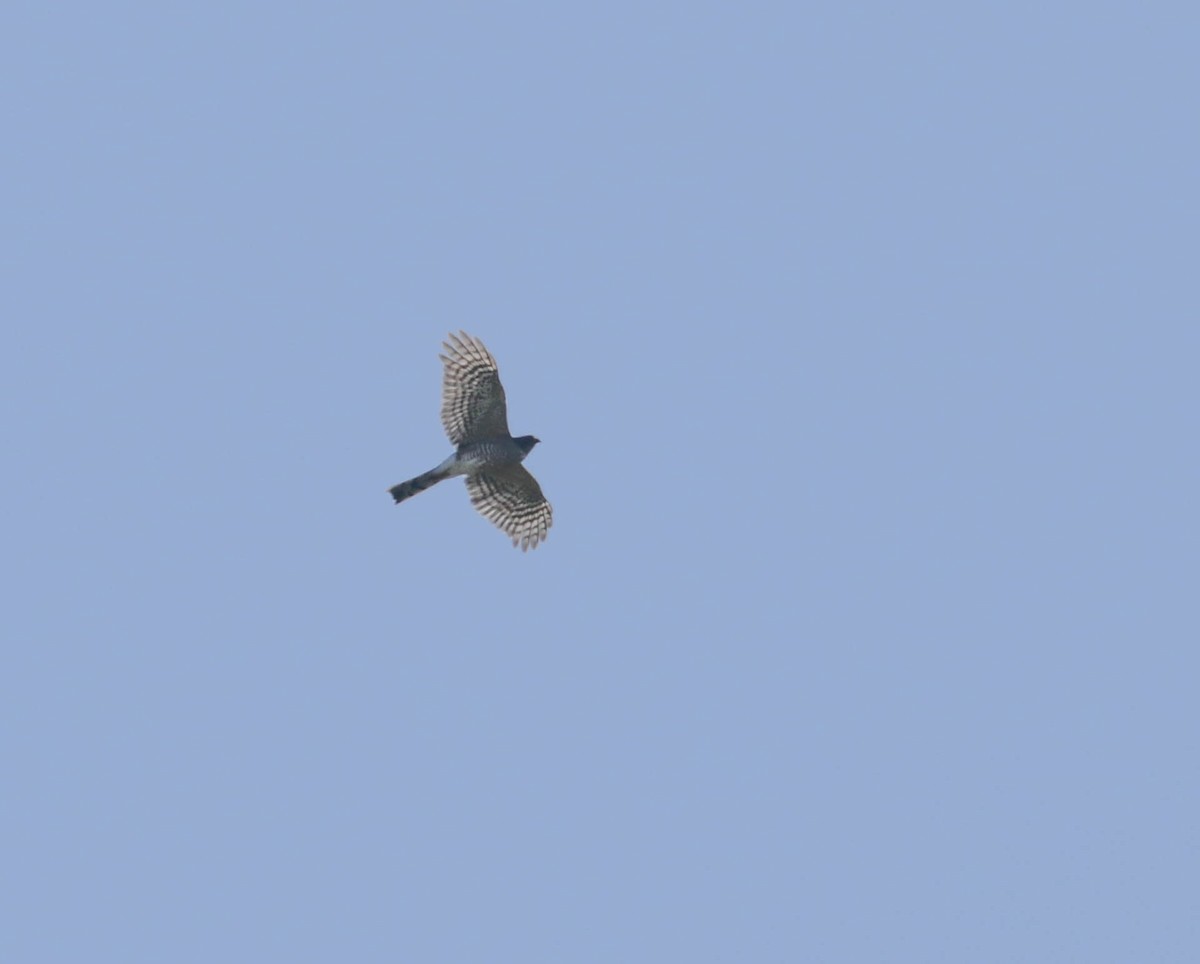 Sharp-shinned Hawk - ML432658631