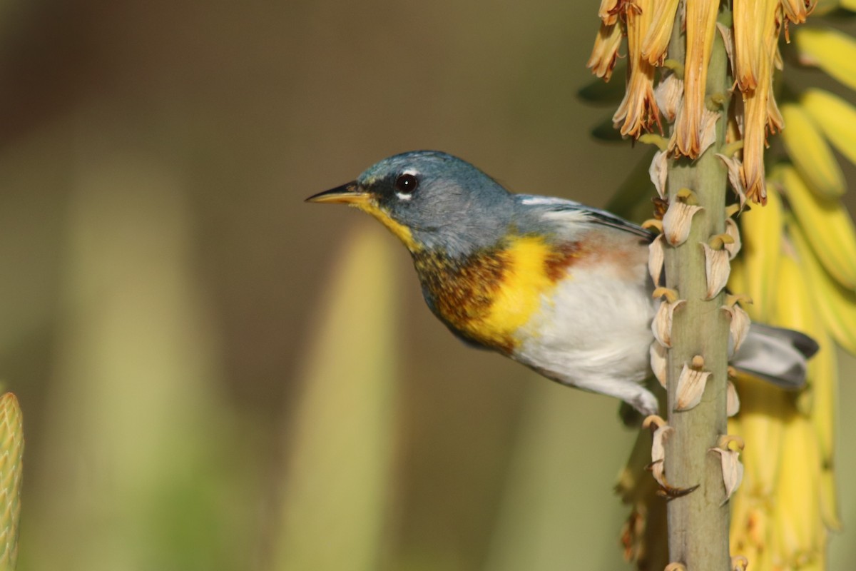 Northern Parula - Neil E. Taylor