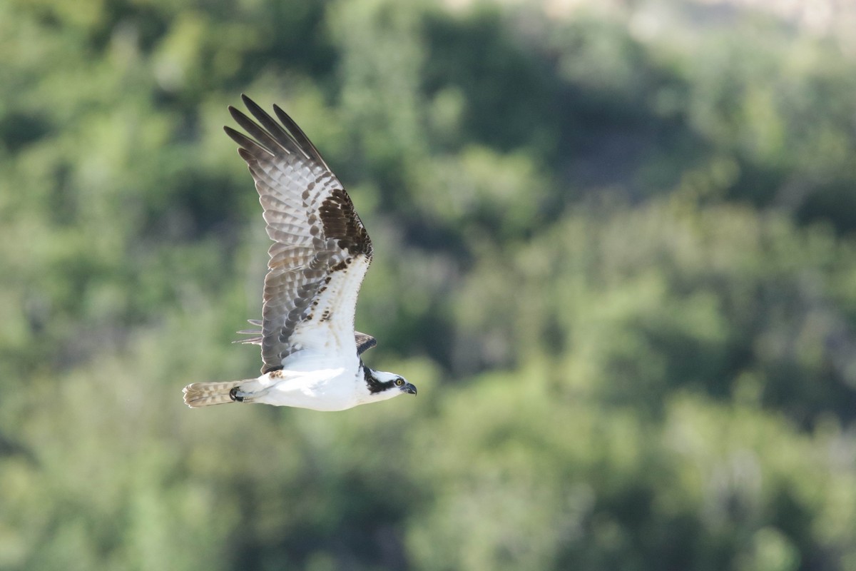 Osprey - ML432659541