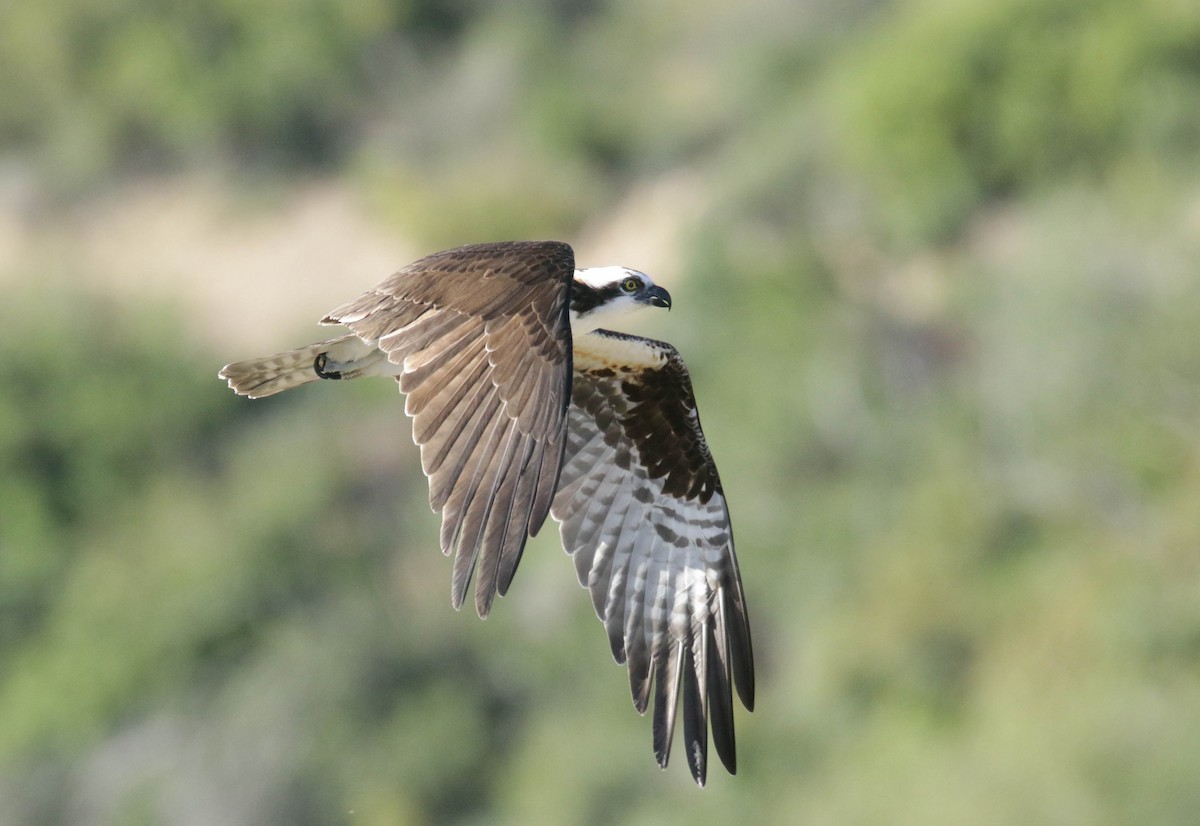 Osprey - ML432659551