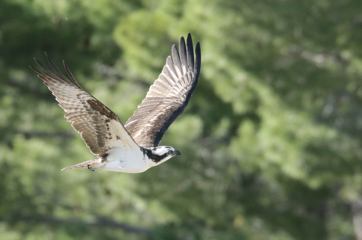 Osprey - ML432659571