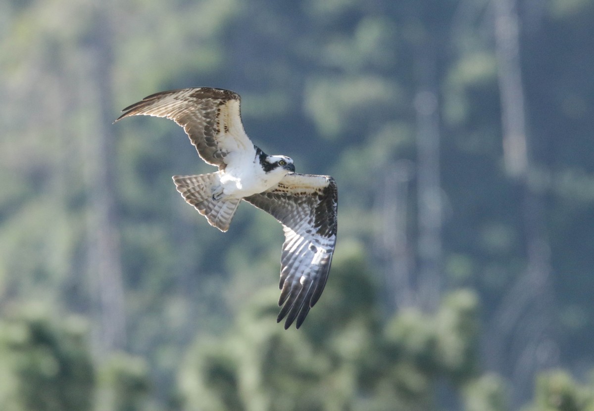 Osprey - ML432659601