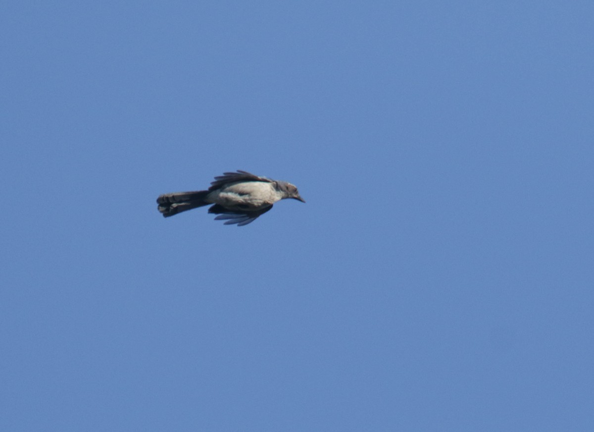 California Scrub-Jay - ML432659791