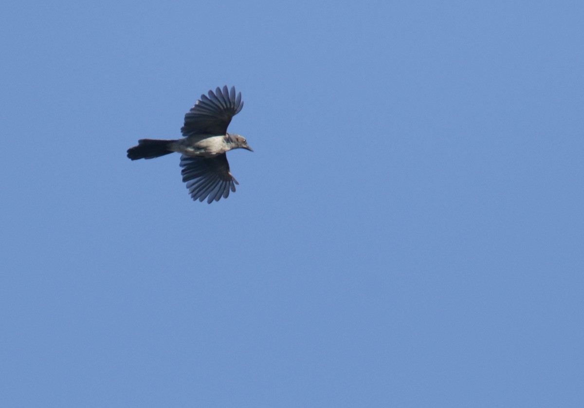 California Scrub-Jay - ML432659811