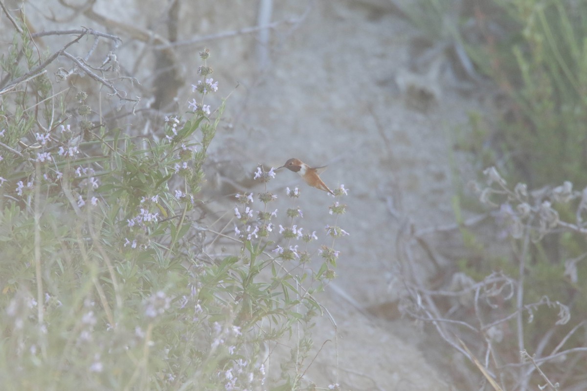 rødkolibri - ML432659971