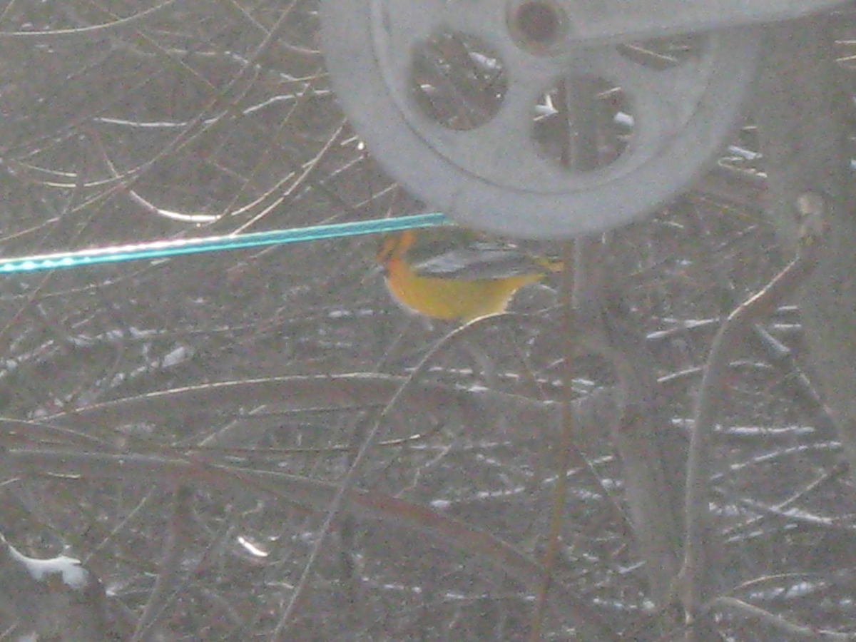 Bullock's Oriole - ML43266111