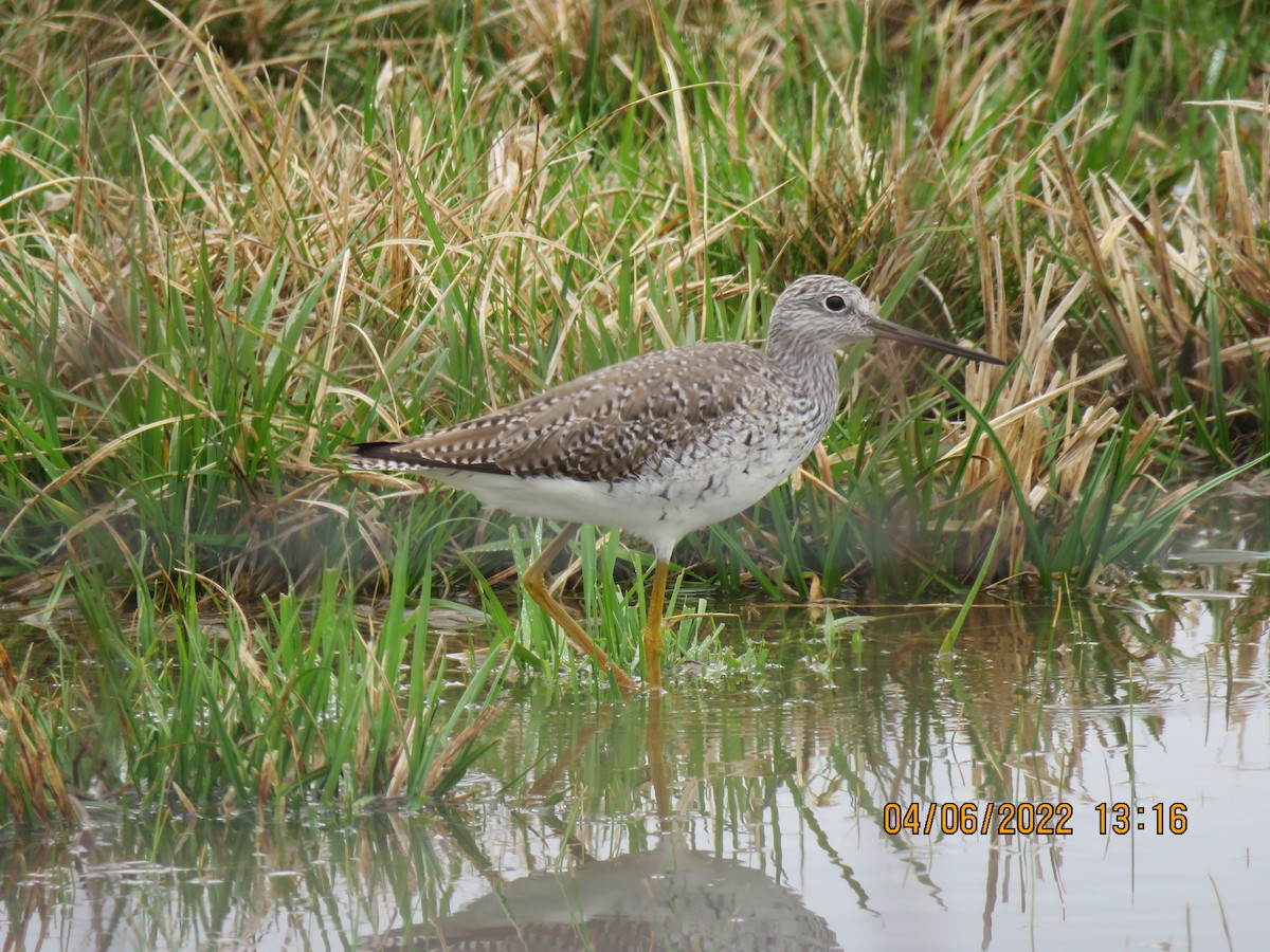 Greater Yellowlegs - ML432661601