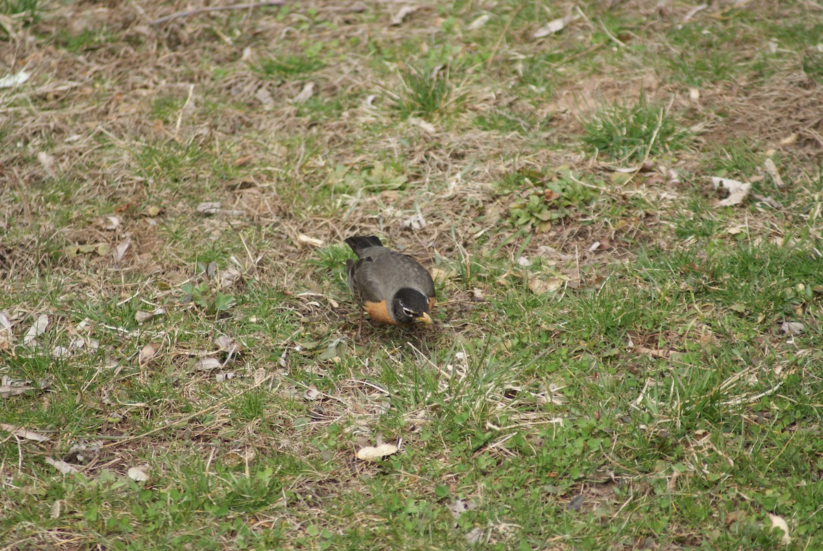 American Robin - ML432661731