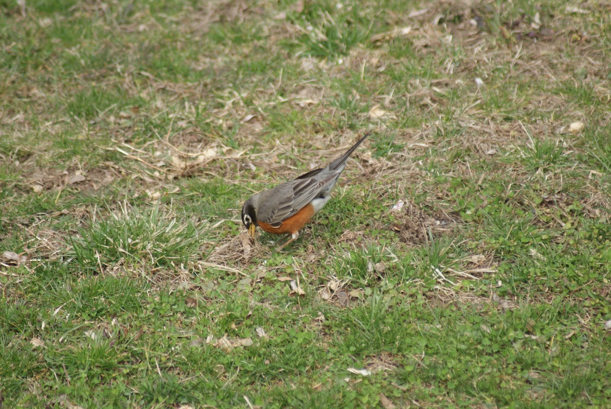 American Robin - ML432661741