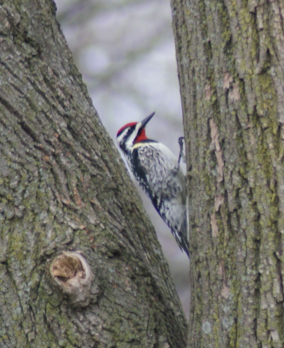 Yellow-bellied Sapsucker - ML432663021