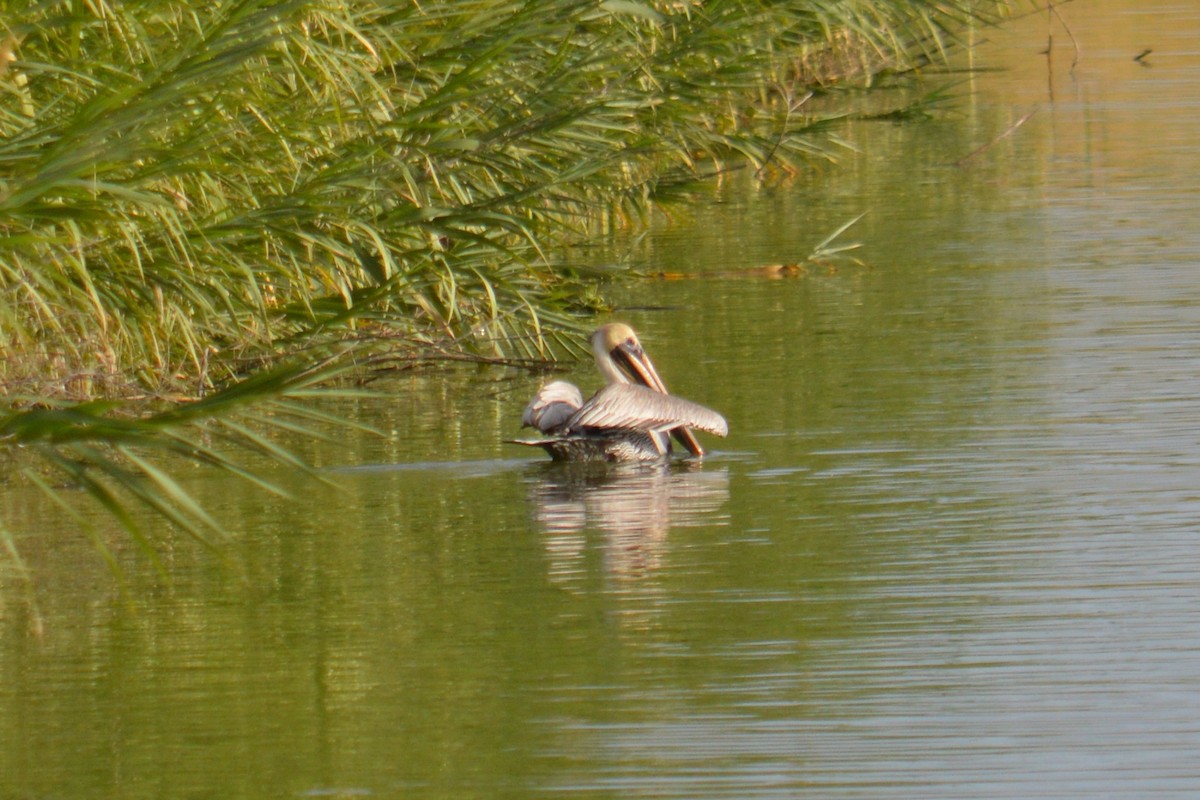 Brown Pelican - ML43266361