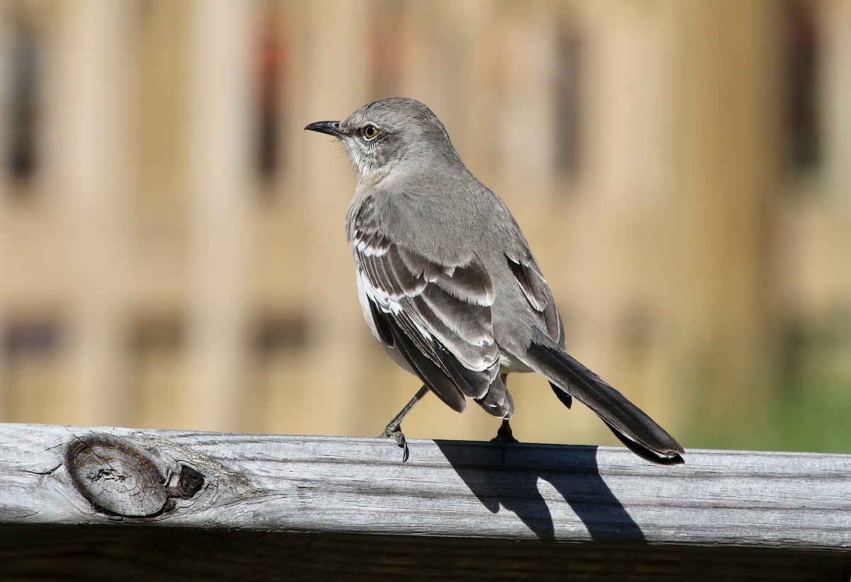 Northern Mockingbird - ML432663801