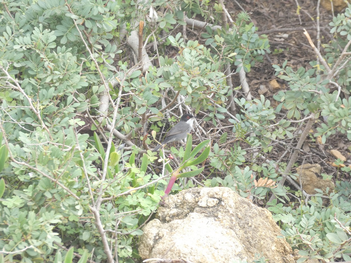 Sardinian Warbler - ML432665601