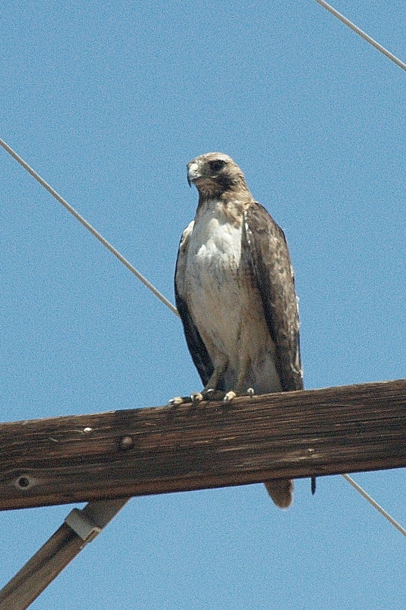 Red-tailed Hawk - ML43266971