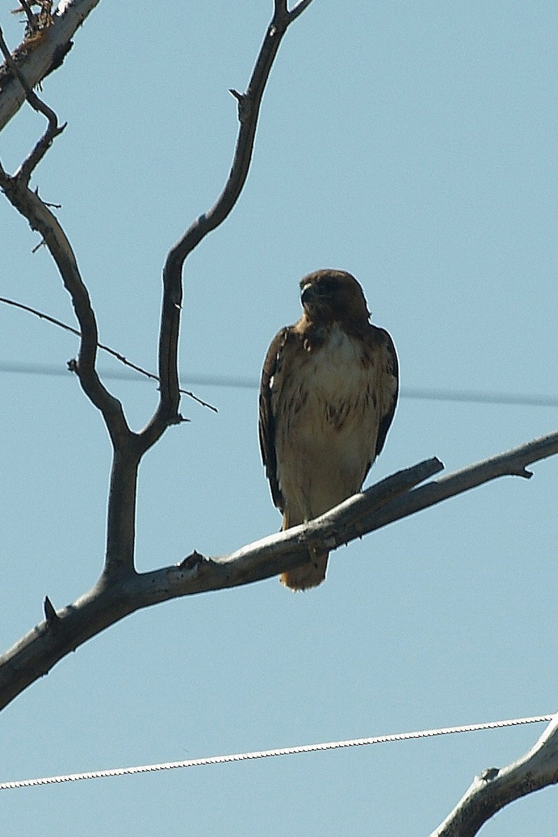 Red-tailed Hawk - ML43267011