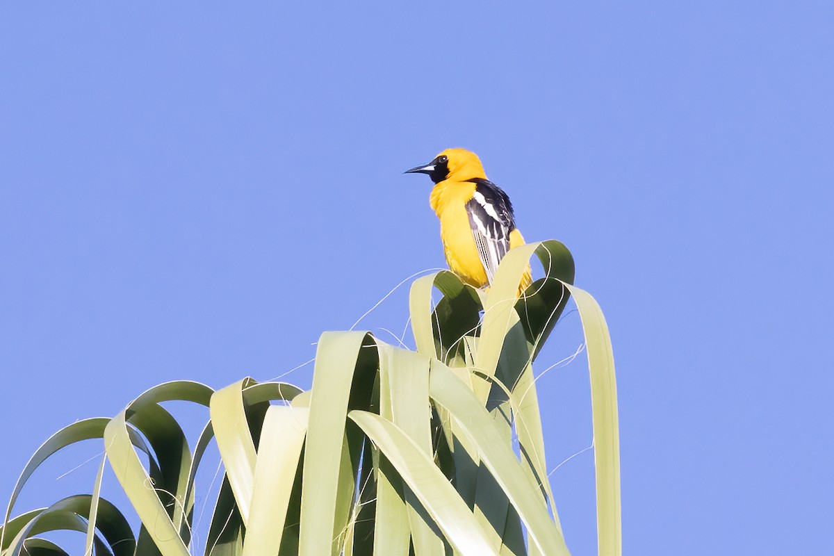 Hooded Oriole - ML432670681