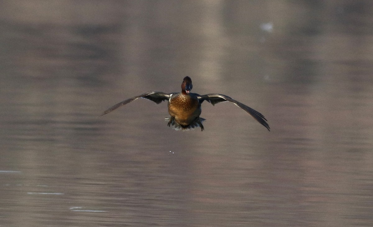 Green-winged Teal (American) - ML43267081