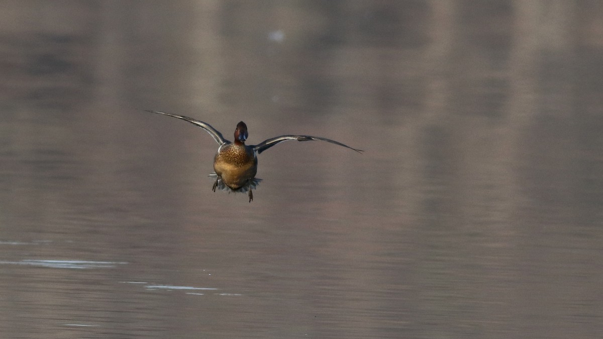 Green-winged Teal (American) - ML43267111