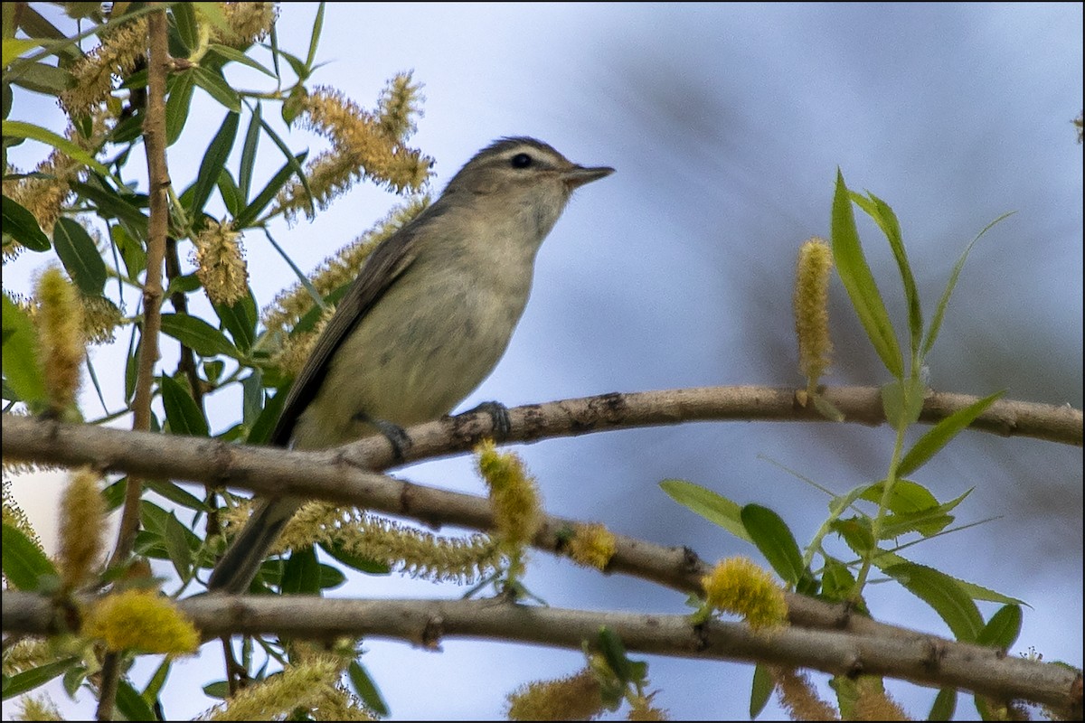 Ötücü Vireo - ML432671401