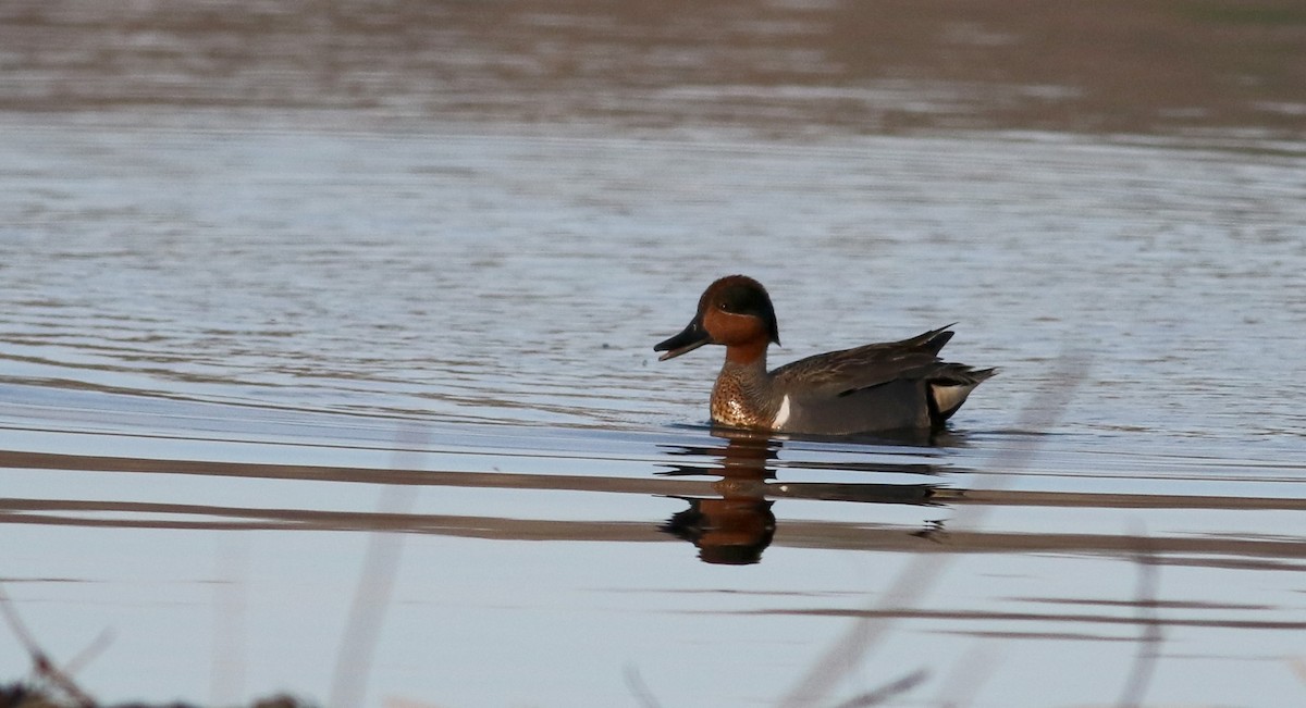 Green-winged Teal (American) - ML43267161