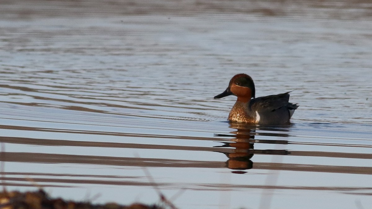 Green-winged Teal (American) - ML43267171