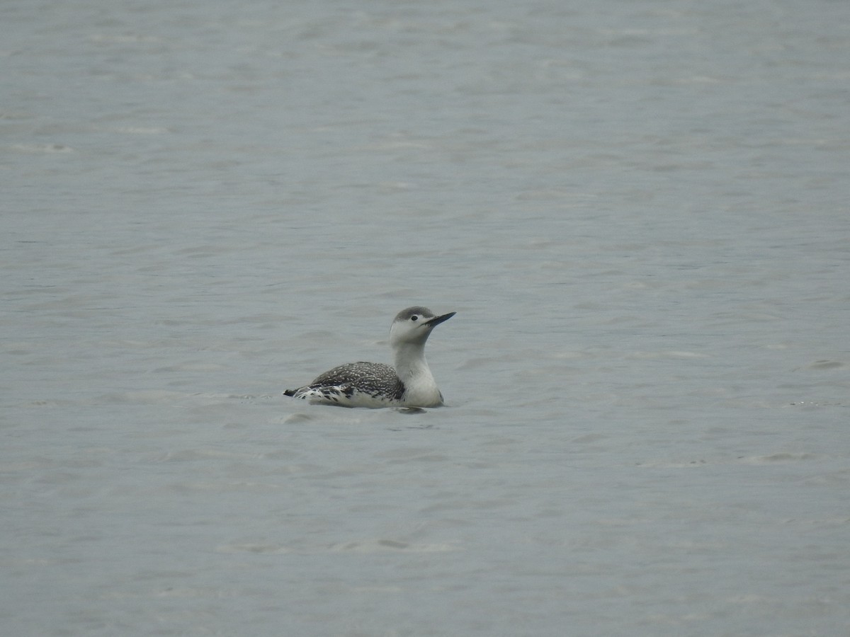 Red-throated Loon - ML432672081