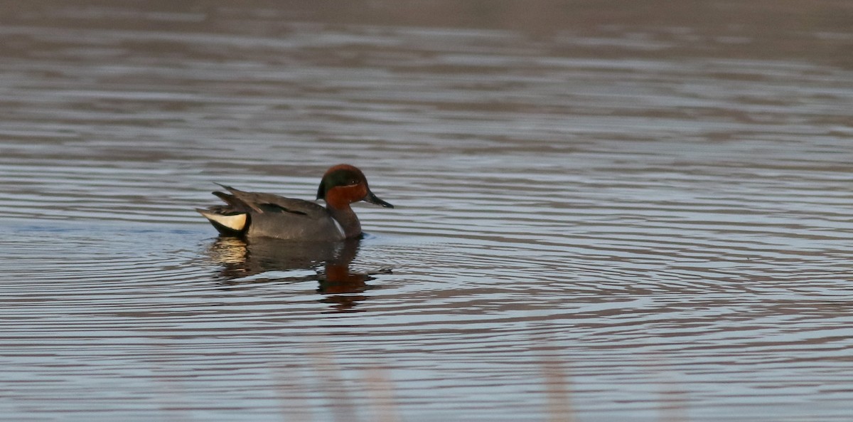 Green-winged Teal (American) - ML43267241