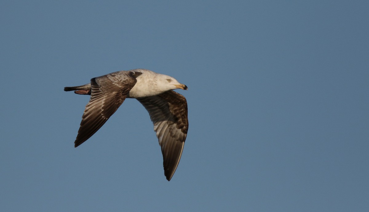 Goéland argenté (smithsonianus) - ML43267361