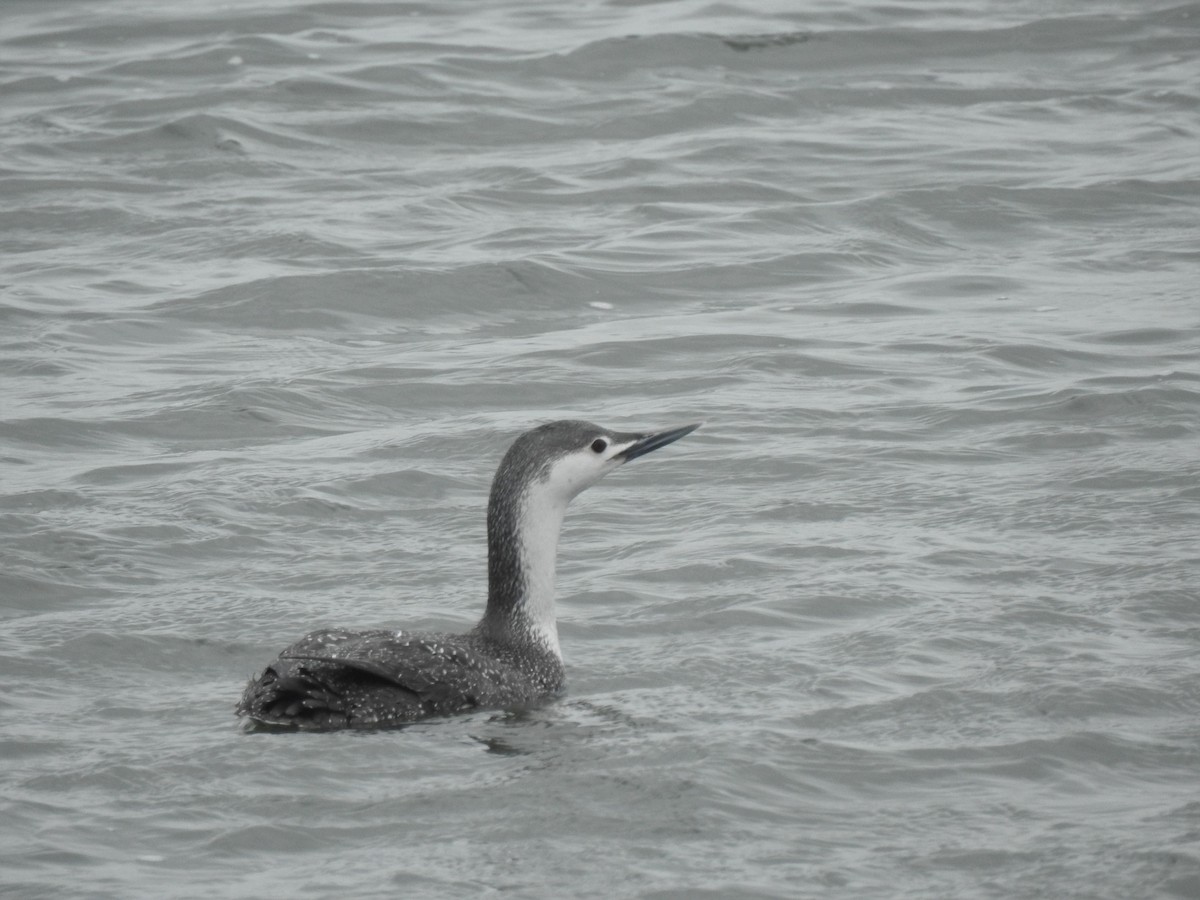 Red-throated Loon - ML432673841