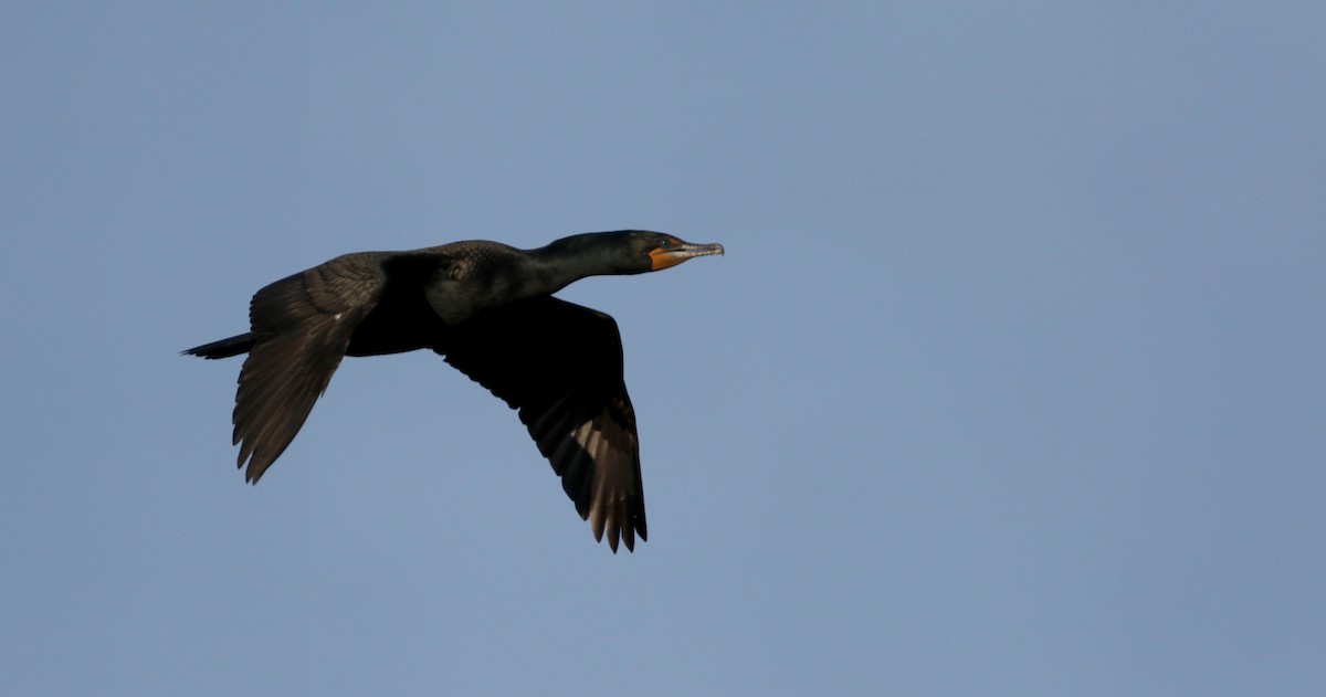 Double-crested Cormorant - Jay McGowan