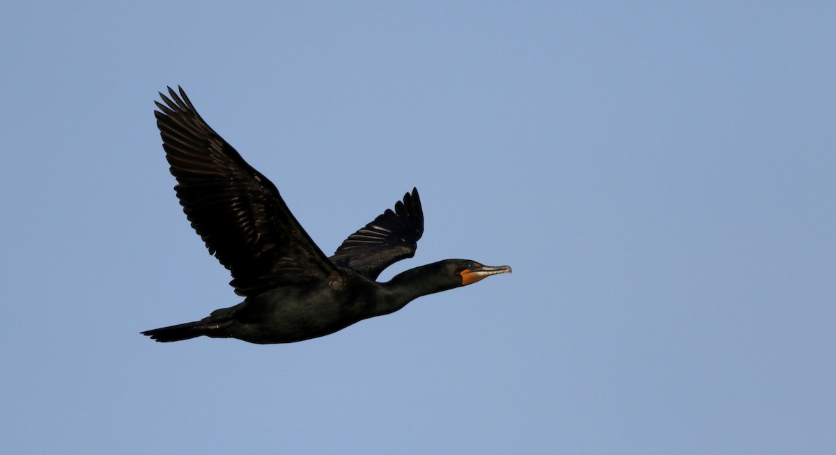 Cormoran à aigrettes - ML43267451