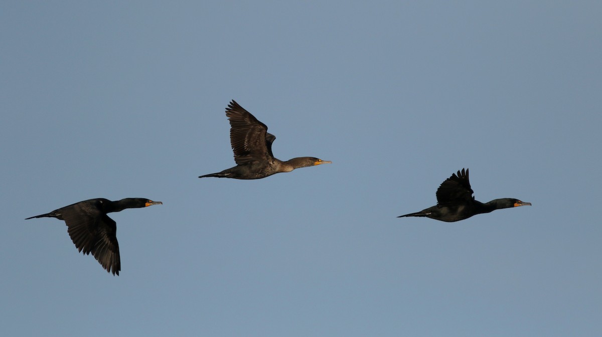 Cormoran à aigrettes - ML43267611