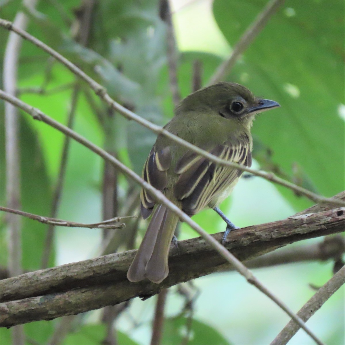 Olivscheitel-Breitschnabeltyrann (flavoolivaceus) - ML432677971