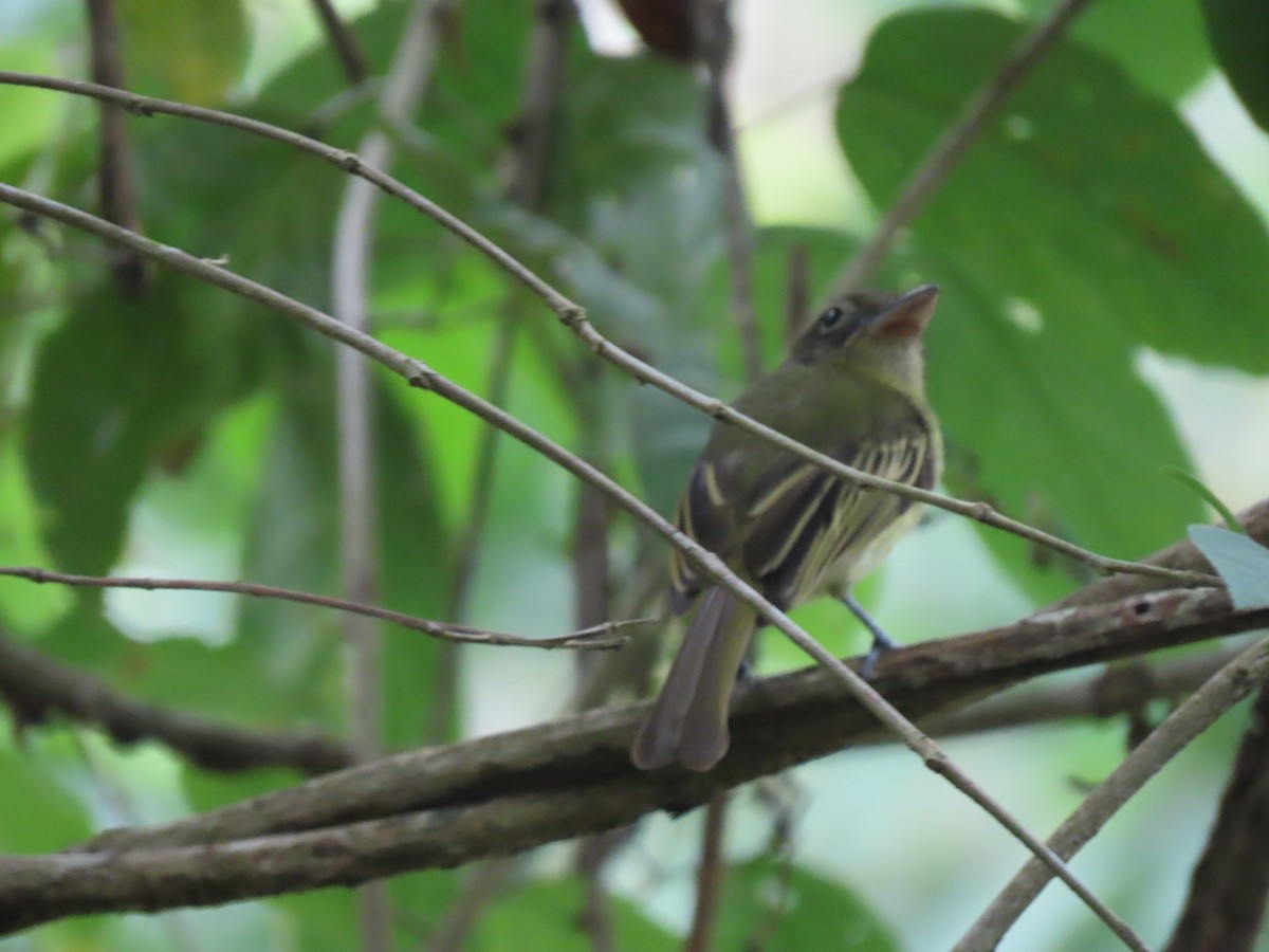 Olivscheitel-Breitschnabeltyrann (flavoolivaceus) - ML432678011