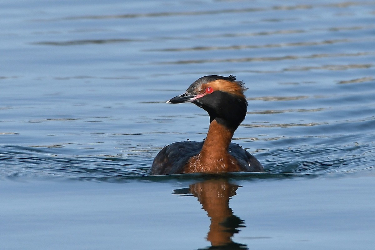 Horned Grebe - MJ OnWhidbey