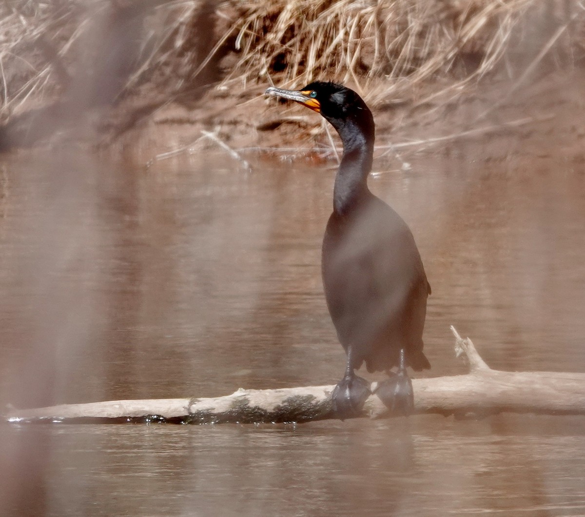 Double-crested Cormorant - Rene Laubach