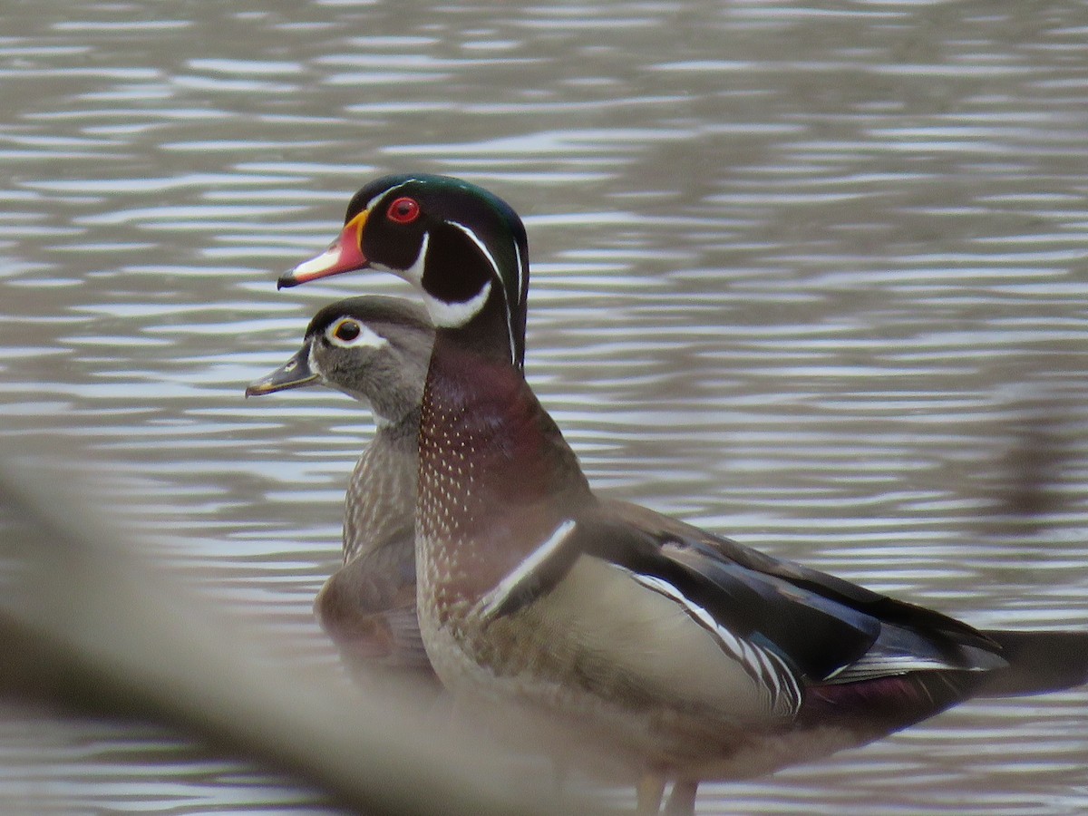 Wood Duck - ML432683111