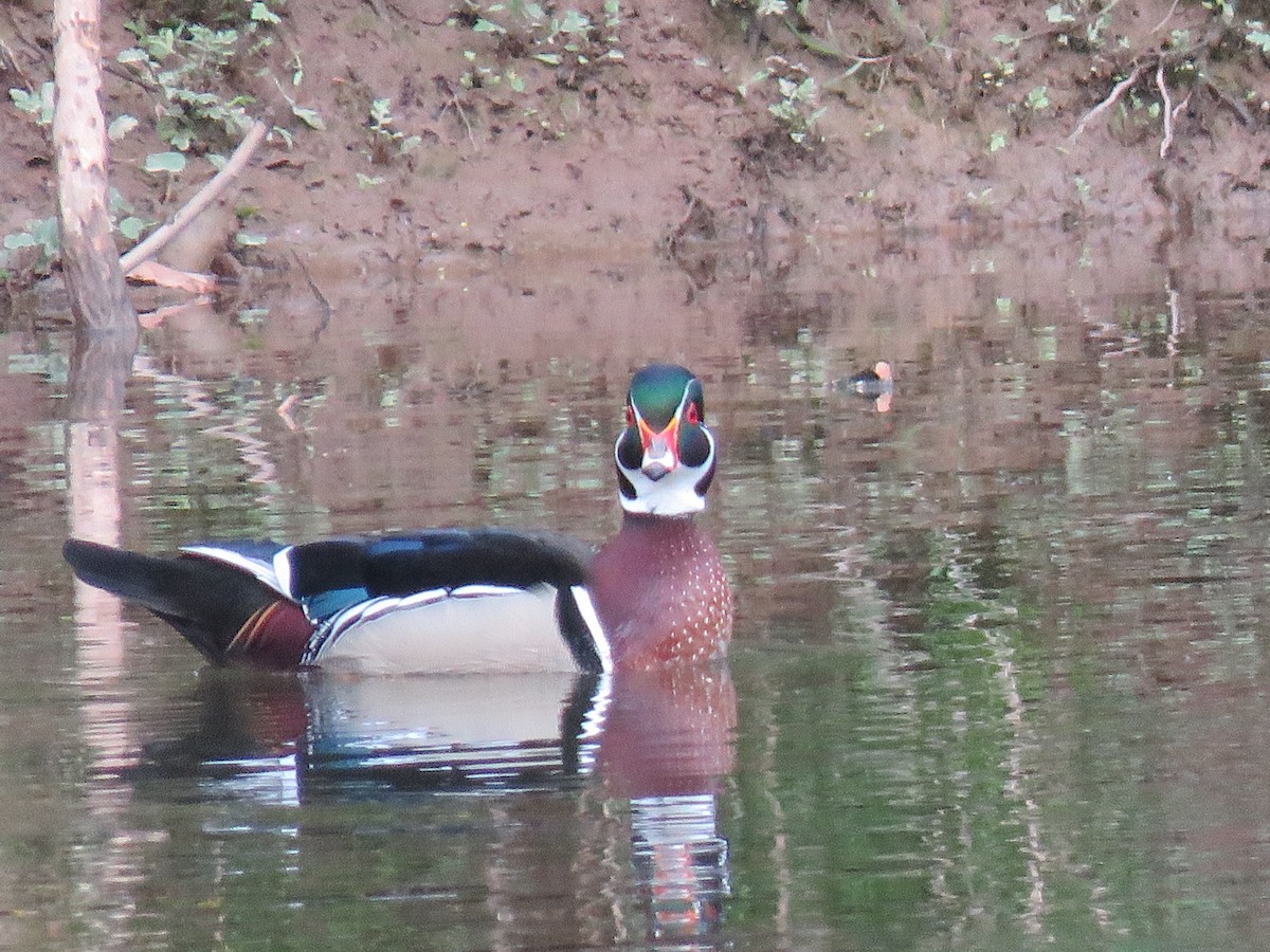 Wood Duck - ML432683121