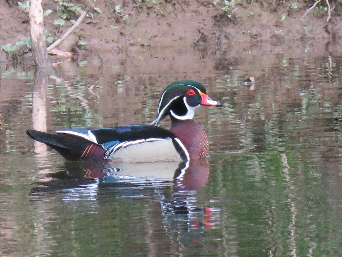 Wood Duck - ML432683131