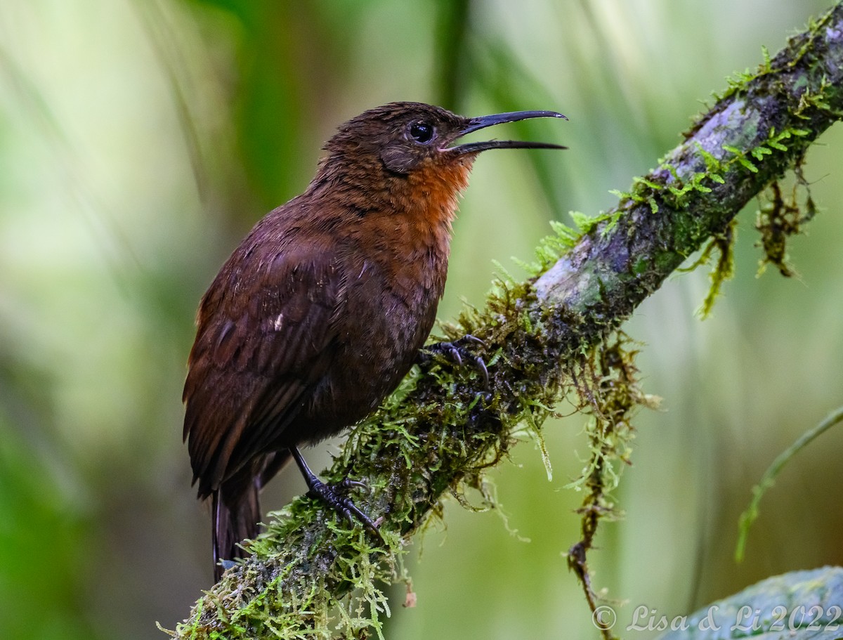 South American Leaftosser (Dusky) - Lisa & Li Li