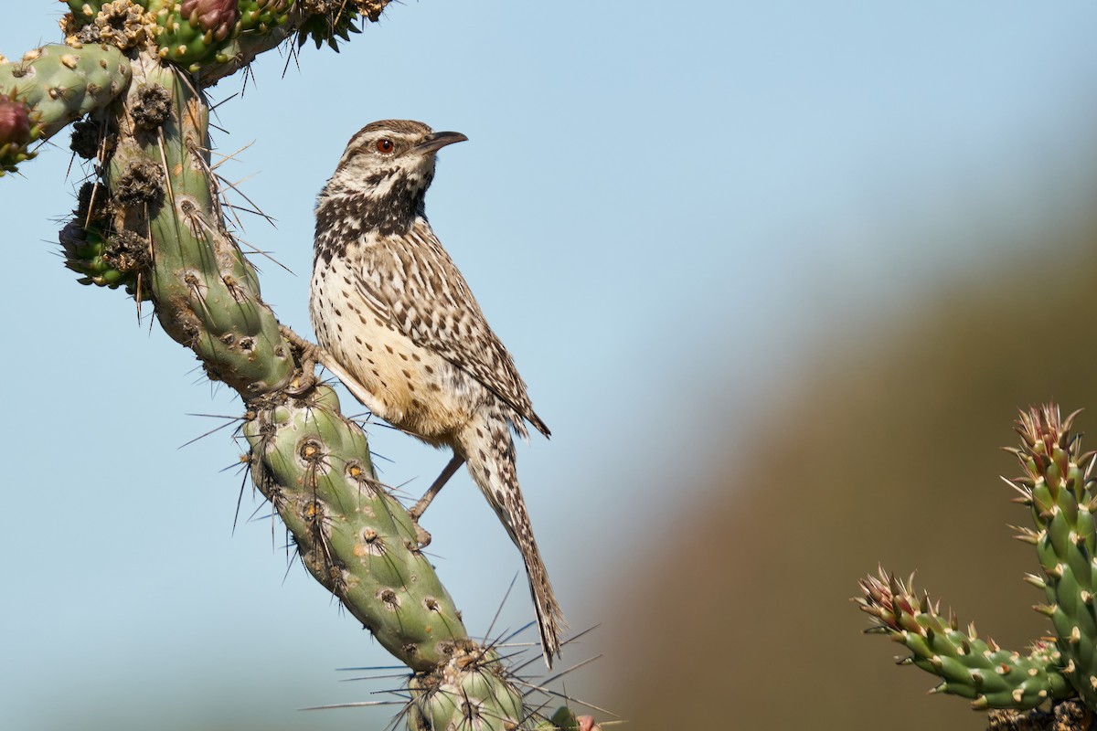 Cactus Wren - ML432683201