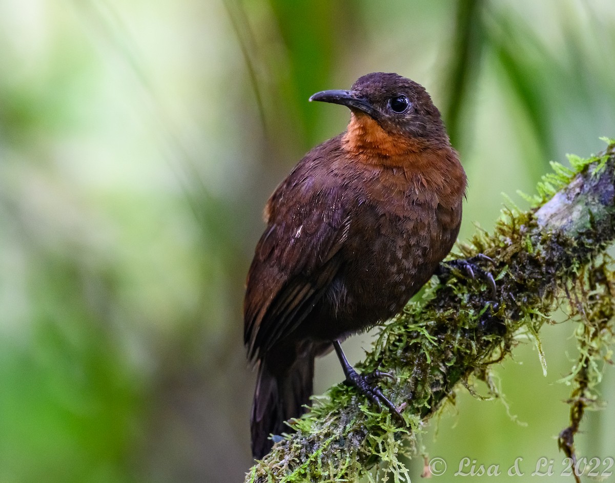 South American Leaftosser (Dusky) - Lisa & Li Li