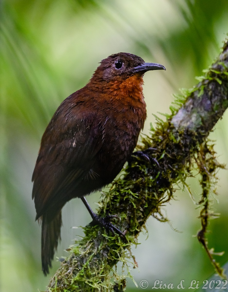 South American Leaftosser (Dusky) - Lisa & Li Li