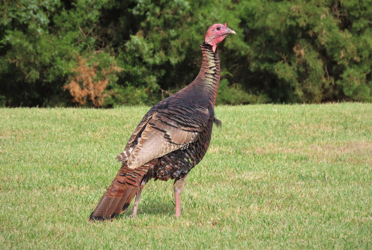 Wild Turkey - ML432686291