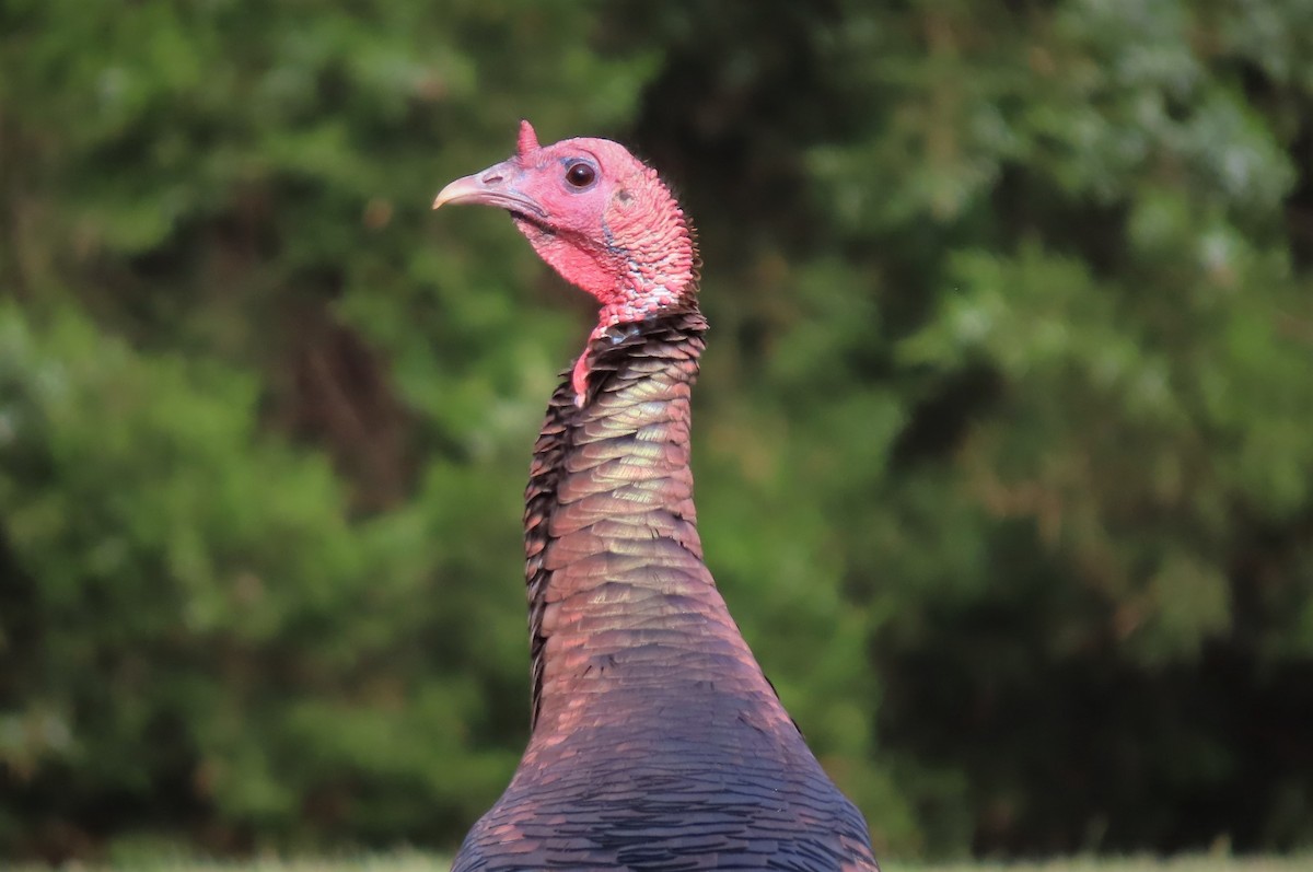 Wild Turkey - ML432686301